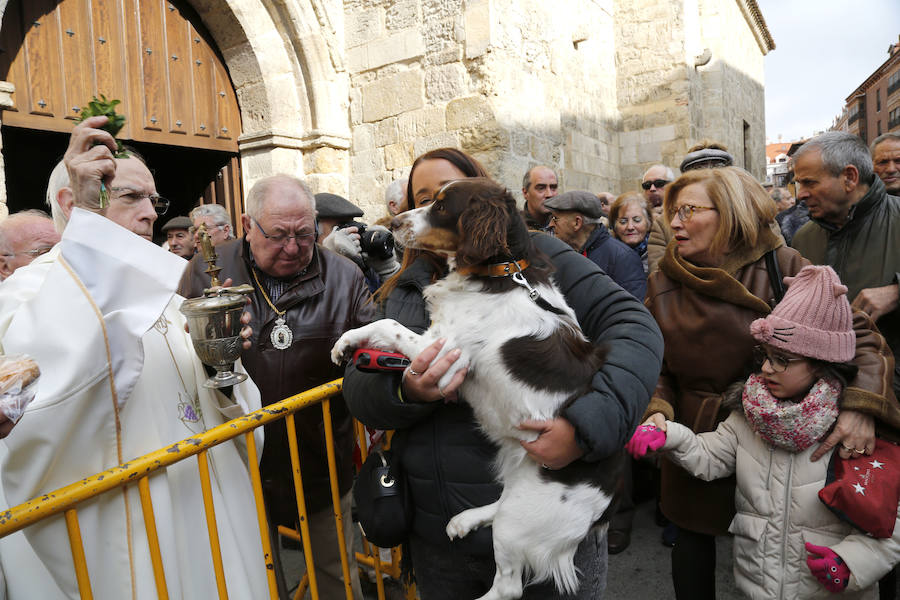 Fotos: Las mascotas reciben la bendición de San Antón, en Palencia