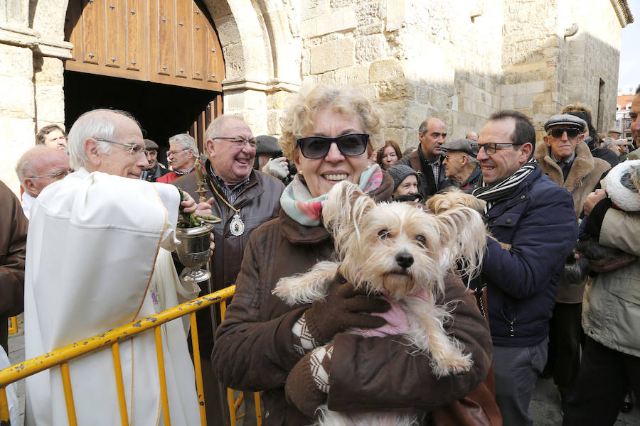 Fotos: Las mascotas reciben la bendición de San Antón, en Palencia