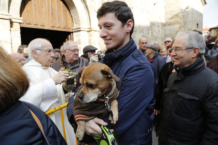 Fotos: Las mascotas reciben la bendición de San Antón, en Palencia