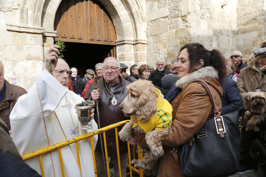 Fotos: Las mascotas reciben la bendición de San Antón, en Palencia