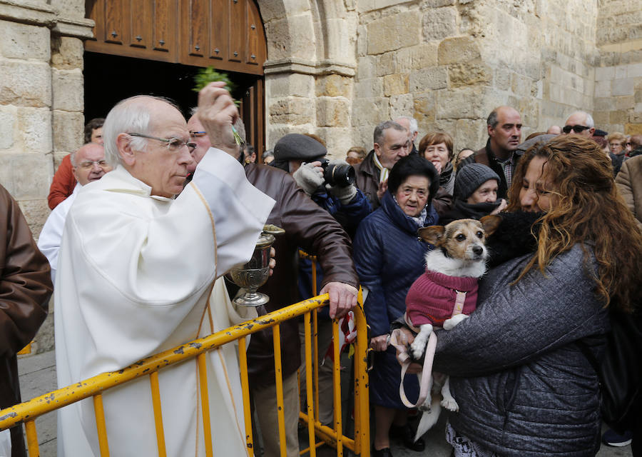 Fotos: Las mascotas reciben la bendición de San Antón, en Palencia