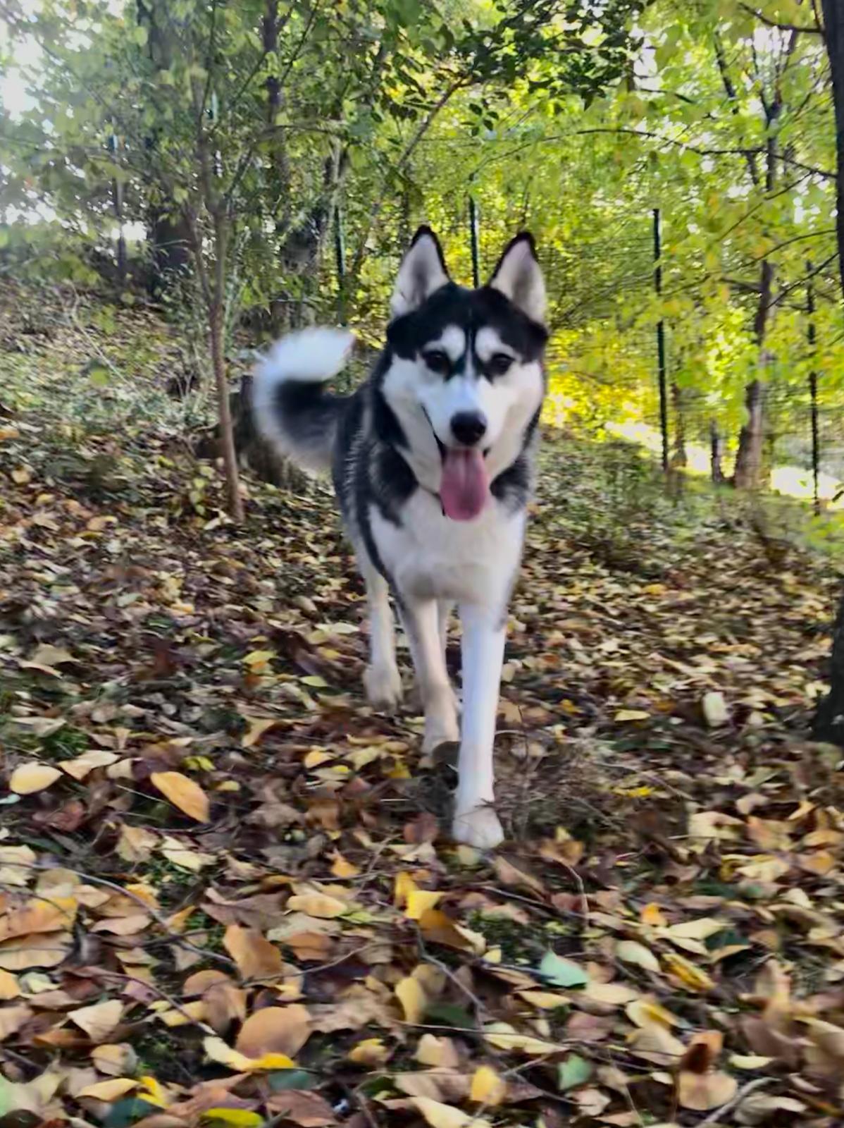 Nash.