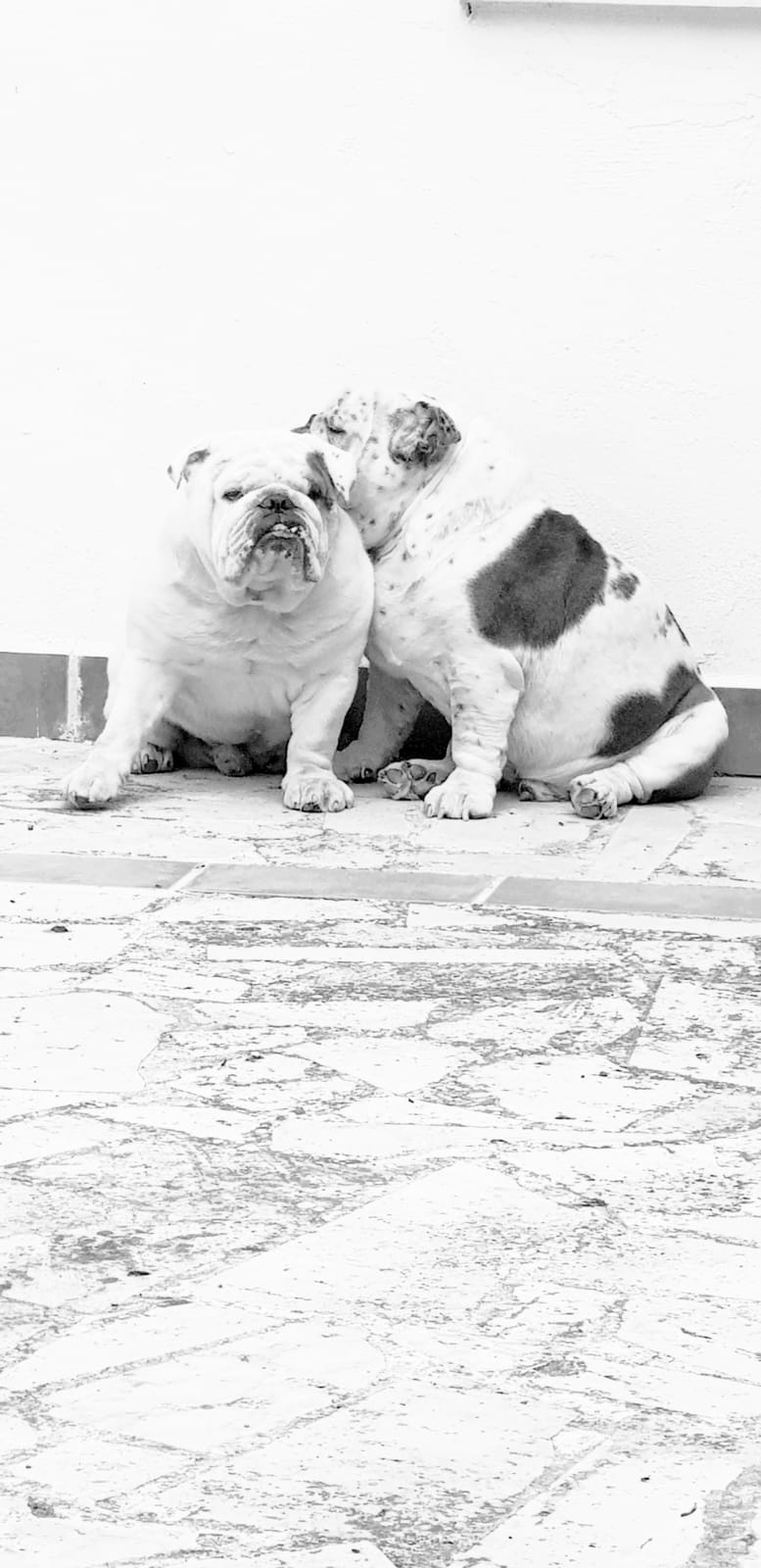 Franky y Rocco.
