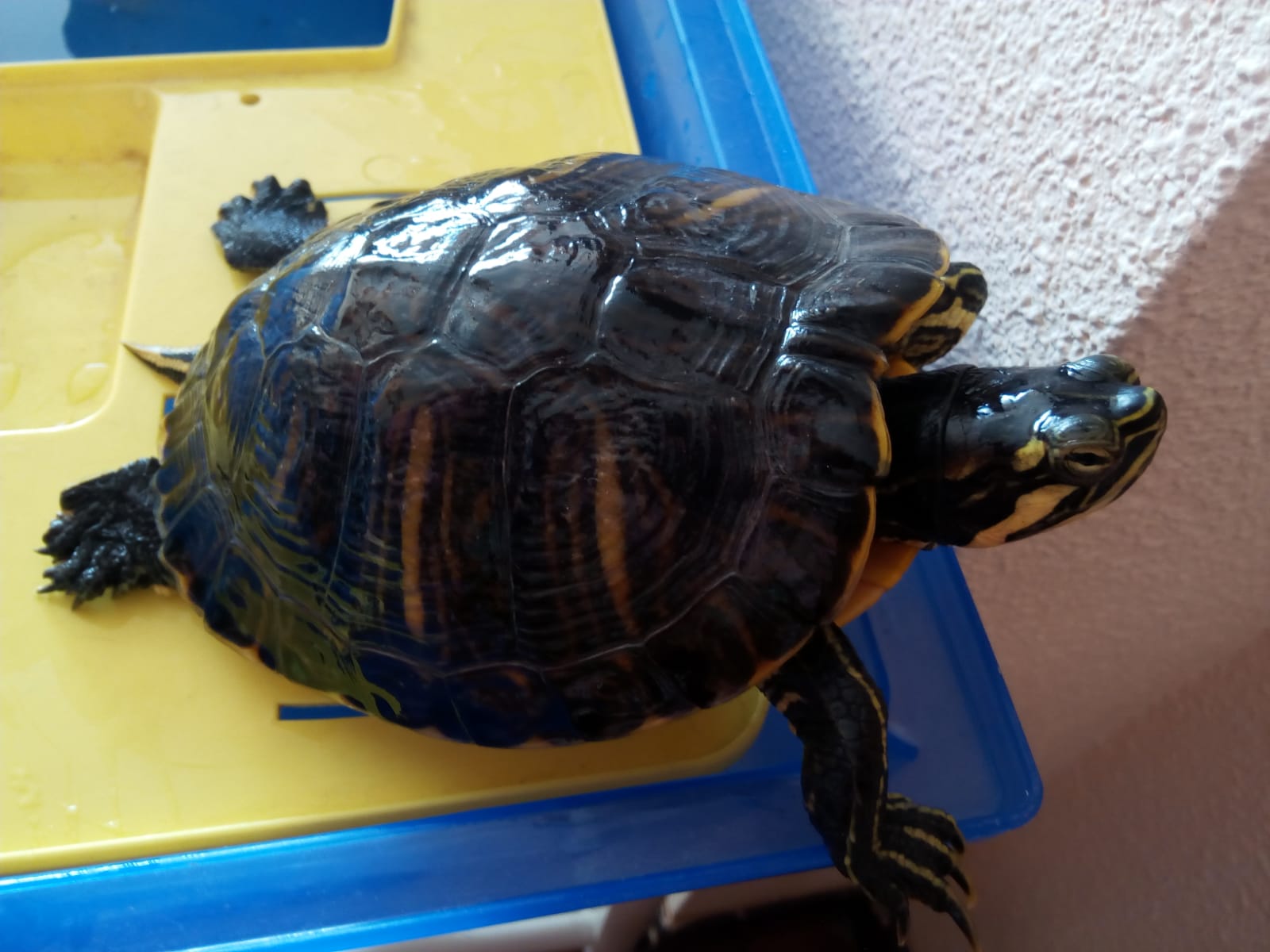 Ofelia.