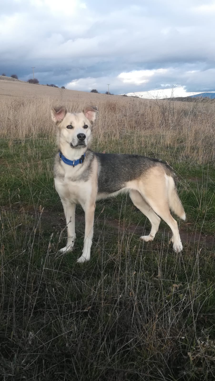 Laika.