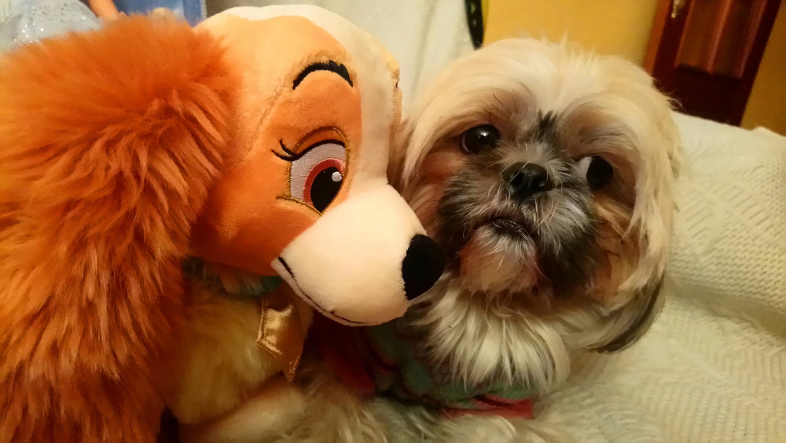 Patricia Fernández nos presentas a sus mascotas Reina, Golfo y Quími.