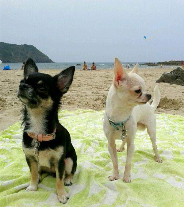 Zizou y Lola, las mascotas de Elsa Gómez Moro.