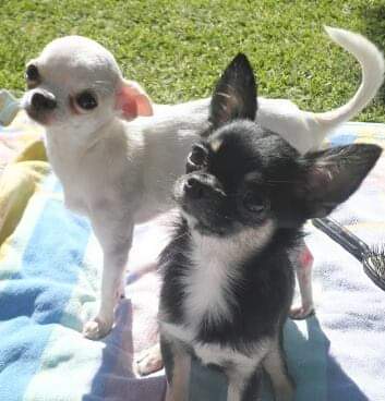 Zizou y Lola, las mascotas de Elsa Gómez Moro.