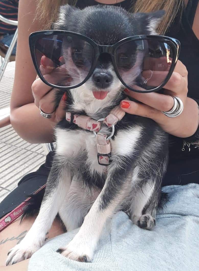 Zizou y Lola, las mascotas de Elsa Gómez Moro.