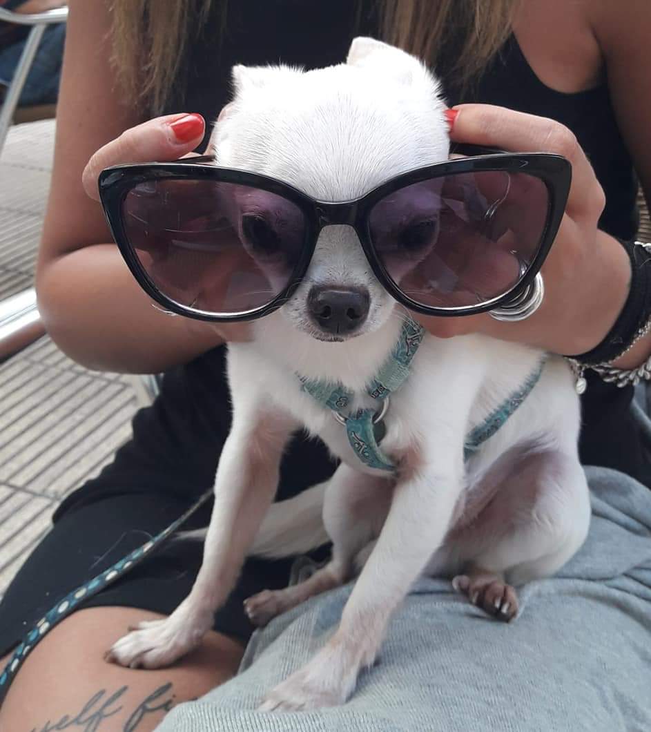 Zizou y Lola, las mascotas de Elsa Gómez Moro.