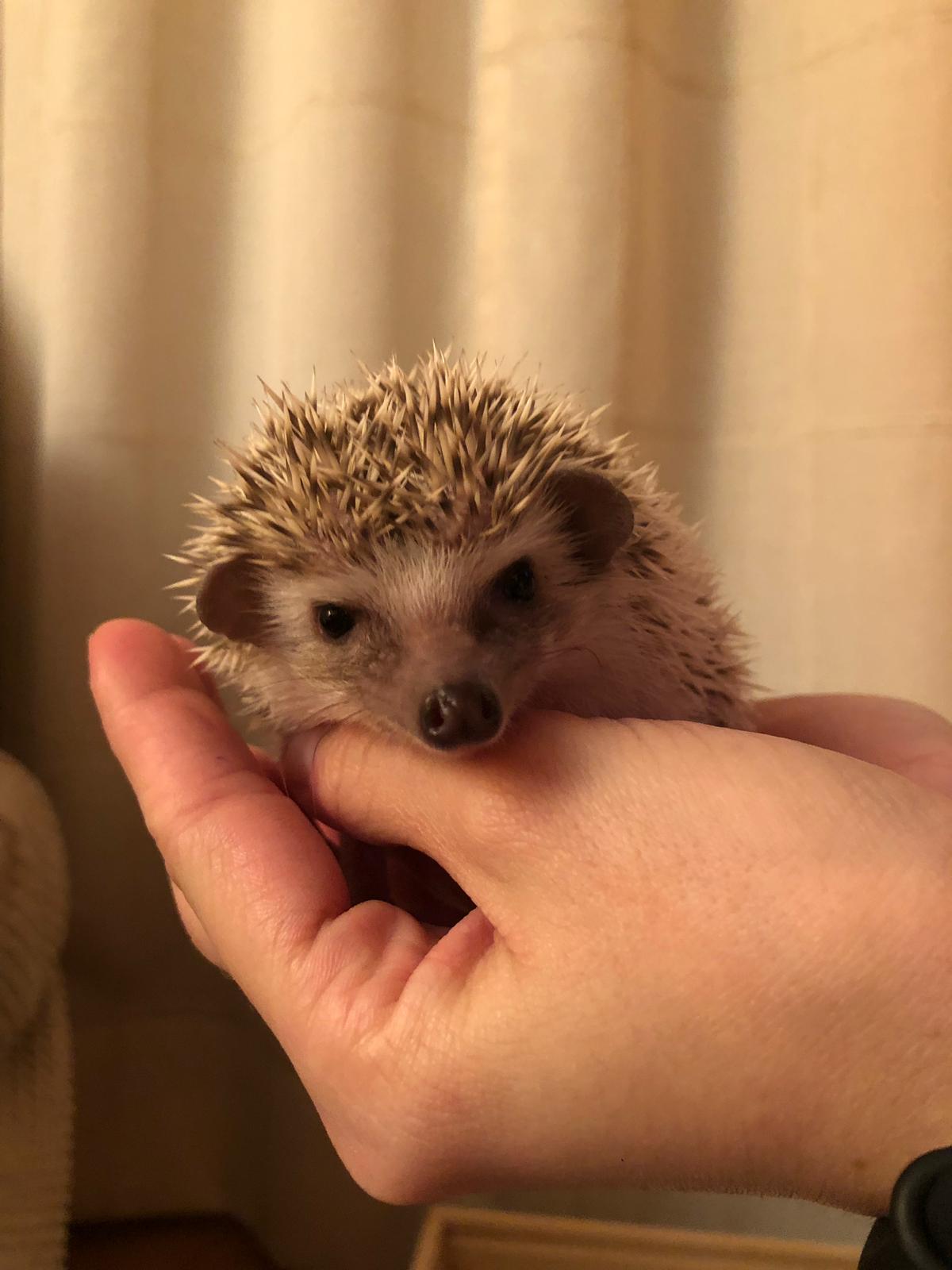 Pepita tiene dos meses.