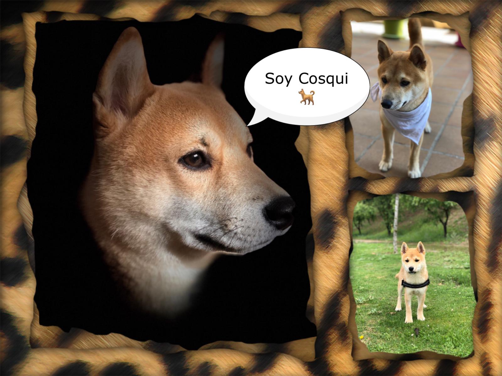 Fotos: Los lectores de El Norte de Castilla rinden homenaje a sus mascotas el Día de San Antón