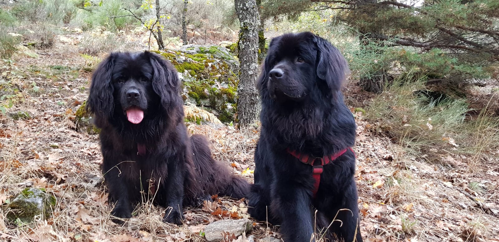 Lua y Brom.