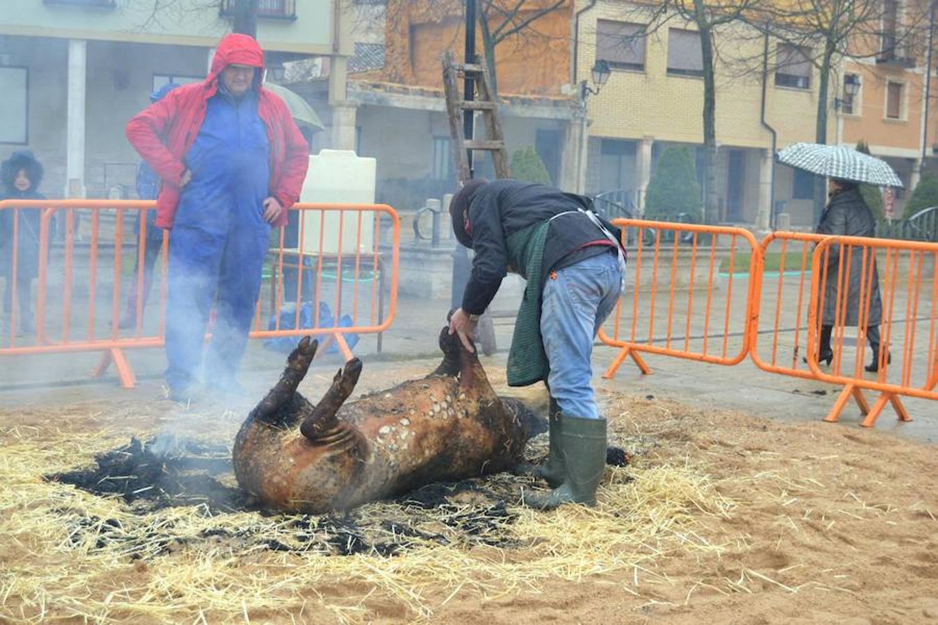 Fotos: Fiesta de la matanza en Dueñas