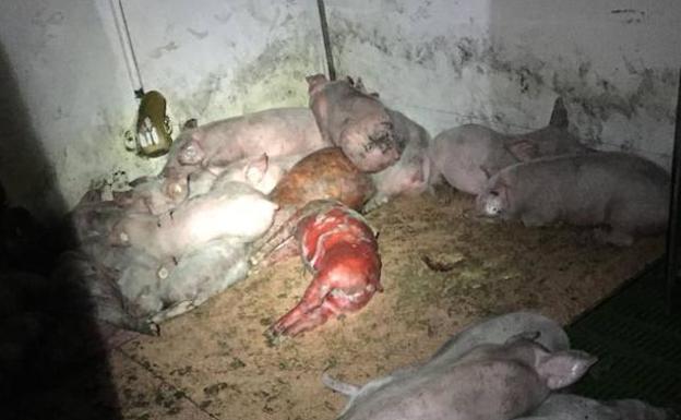 Algunos de los lechones muertos por el incendio de la nave. 