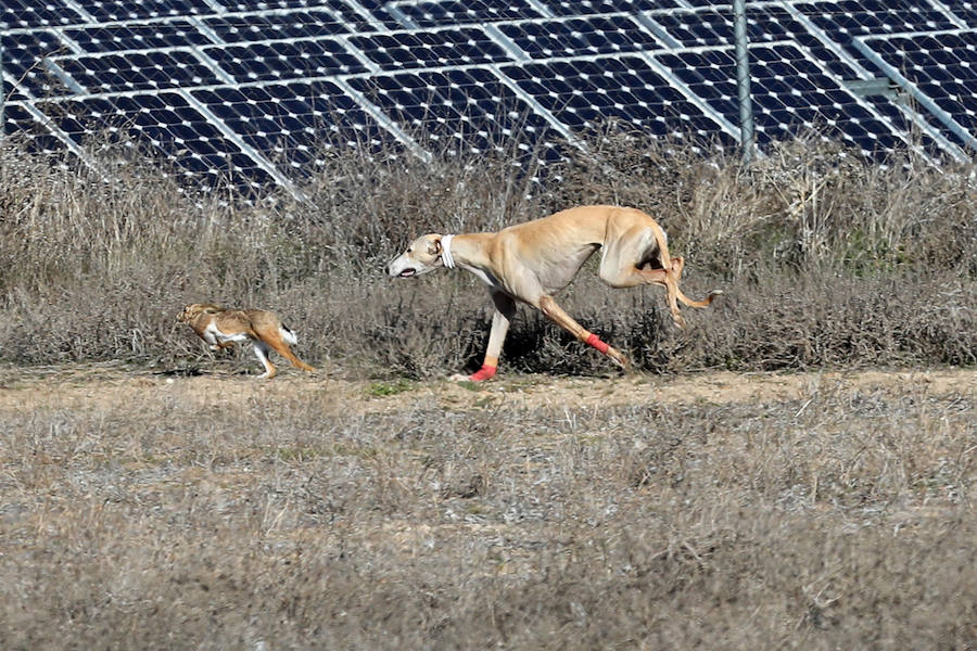 Fotos: Semifinales del Campeonato Nacional de Galgos en Nava
