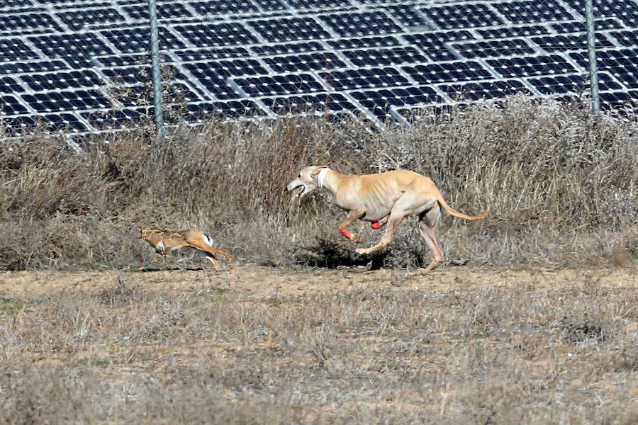 Fotos: Semifinales del Campeonato Nacional de Galgos en Nava