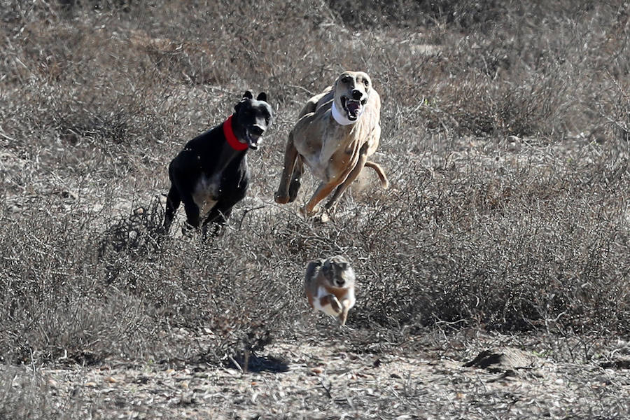 Fotos: Semifinales del Campeonato Nacional de Galgos en Nava