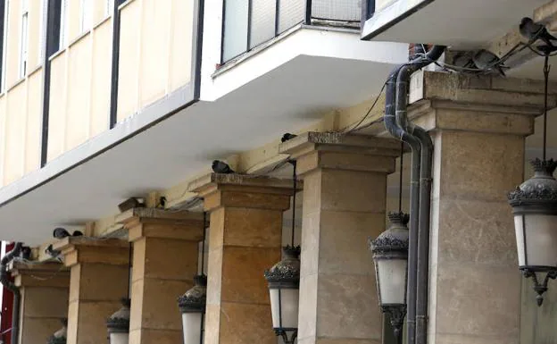 Las palomas ocupan los huecos entre los edificios y las columnas de los soportales de la Calle Mayor.