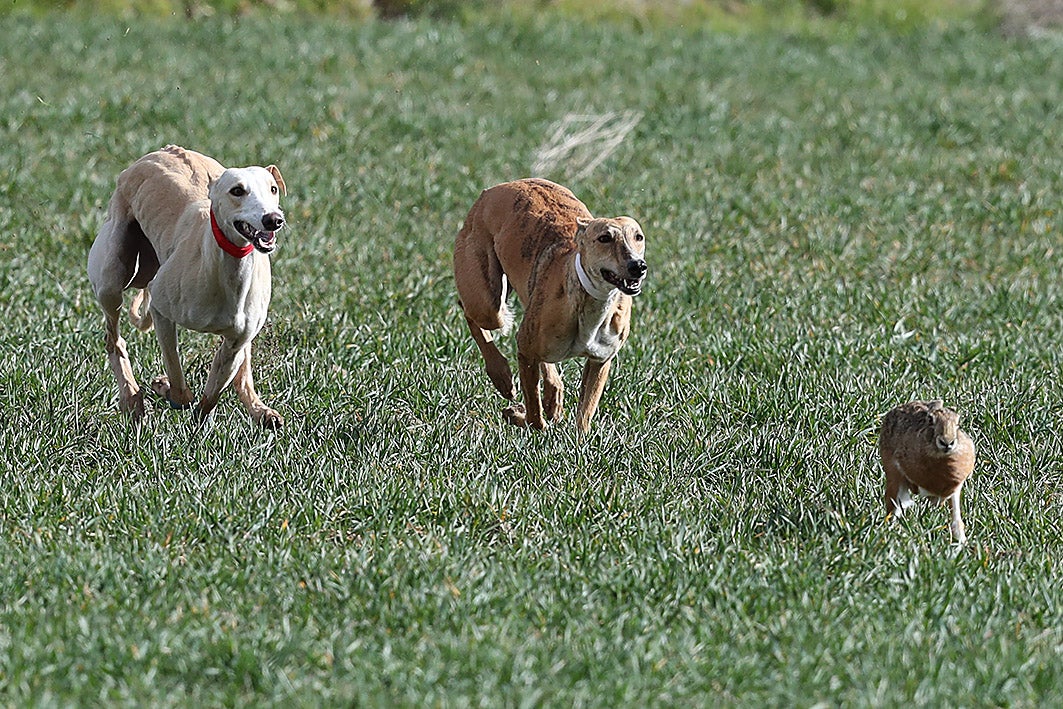 Fotos: La vallisoletana Pelaya de Safesa, campeona de España de Galgos