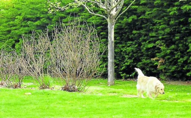 Un perro pasea por una de las zonas verdes de Laguna de Duero.