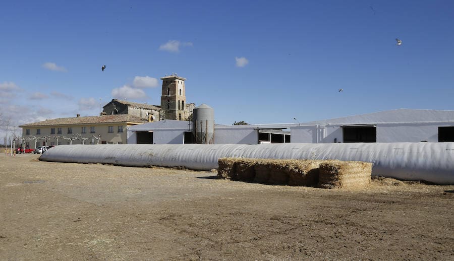 Fotos: Finca ganadera Santa Cruz en Ribas de Campos, Palencia