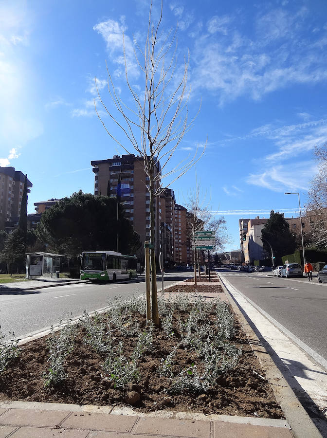 Fotos: Un centenar de árboles adornarán tres calles sin sombra de Parquesol