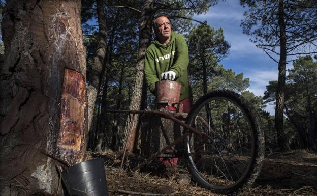 La economía 'verde', como los resineros de Tardelcuende, son una de las bazas de la actividad empresarial soriana. 