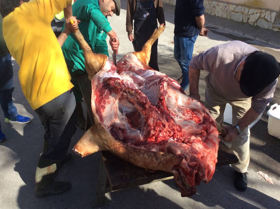 Fotos: Robladillo celebra su tradicional matanza