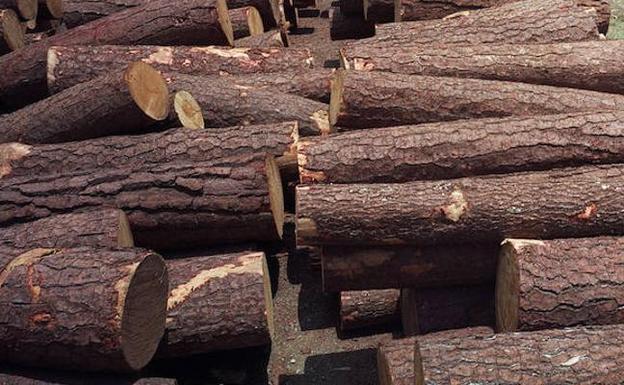 La Junta recaudará más de 2 millones de euros para ayuntamientos de Zamora con la venta de madera