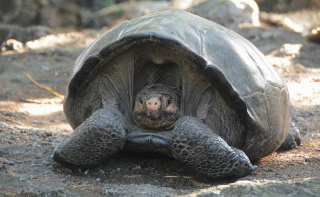 Tortuga gigante que se creía extinta encontrada en Ecuador.