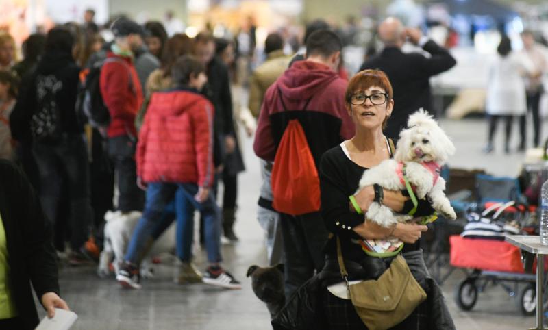 La Feria de Valladolid celebra este fin de semana una nueva edición de Fimascota, la feria de los animales de compañía, un evento en el que se desarrollan actividades para profesionales y público como los concursos nacionales e internacionales caninos, felinos y de avicultura artística, el campeonato de peluquería canina o las exposiciones de conejos de raza y de fauna exótica.