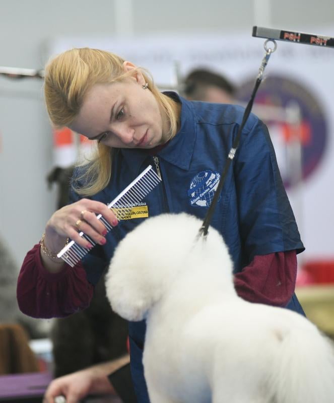 La Feria de Valladolid celebra este fin de semana una nueva edición de Fimascota, la feria de los animales de compañía, un evento en el que se desarrollan actividades para profesionales y público como los concursos nacionales e internacionales caninos, felinos y de avicultura artística, el campeonato de peluquería canina o las exposiciones de conejos de raza y de fauna exótica.