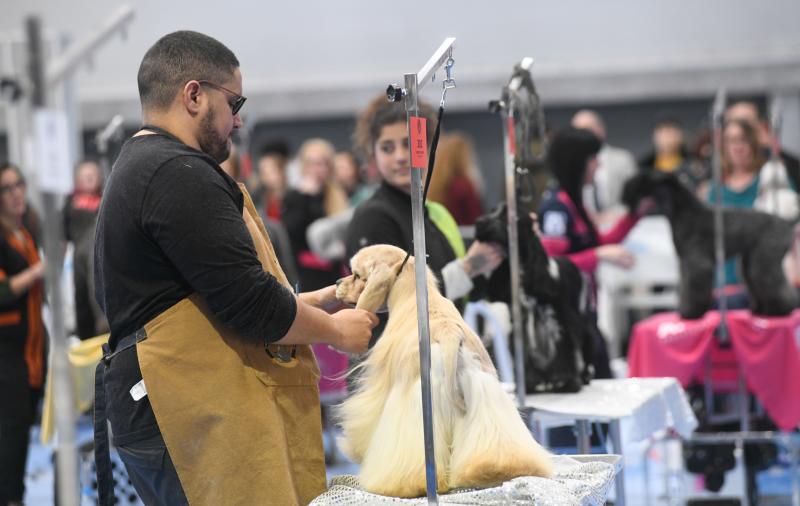 La Feria de Valladolid celebra este fin de semana una nueva edición de Fimascota, la feria de los animales de compañía, un evento en el que se desarrollan actividades para profesionales y público como los concursos nacionales e internacionales caninos, felinos y de avicultura artística, el campeonato de peluquería canina o las exposiciones de conejos de raza y de fauna exótica.