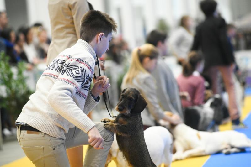 La Feria de Valladolid celebra este fin de semana una nueva edición de Fimascota, la feria de los animales de compañía, un evento en el que se desarrollan actividades para profesionales y público como los concursos nacionales e internacionales caninos, felinos y de avicultura artística, el campeonato de peluquería canina o las exposiciones de conejos de raza y de fauna exótica.