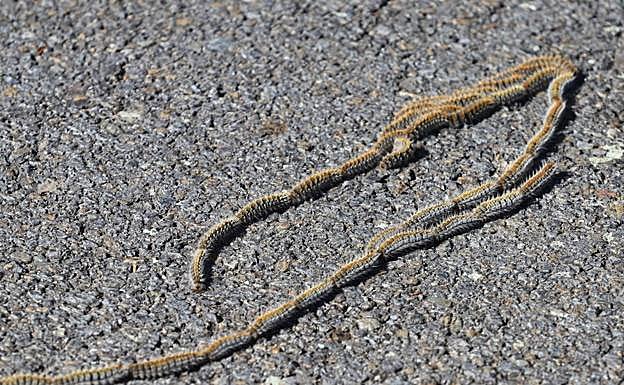 Orugas procesionarias en las inmediaciones del estadio Helmántico. 