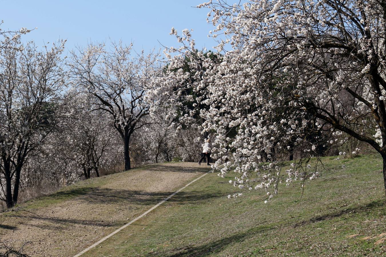 Fotos: Los almendros ya están en flor