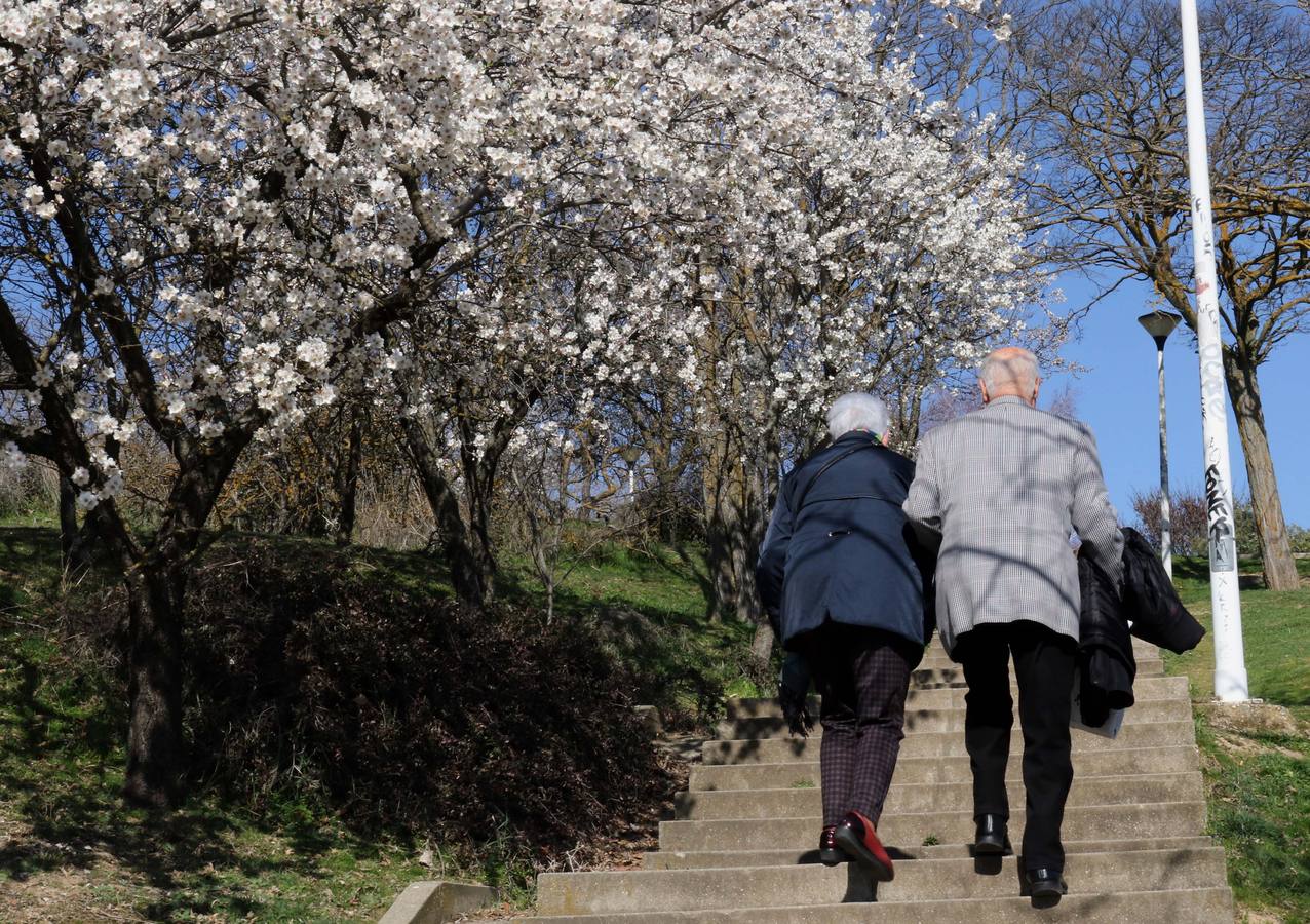 Fotos: Los almendros ya están en flor