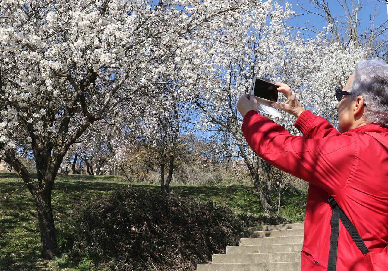 Fotos: Los almendros ya están en flor