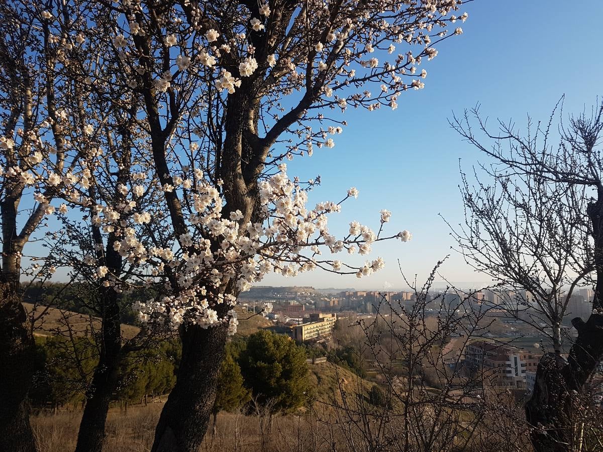 Fotos: Los almendros ya están en flor