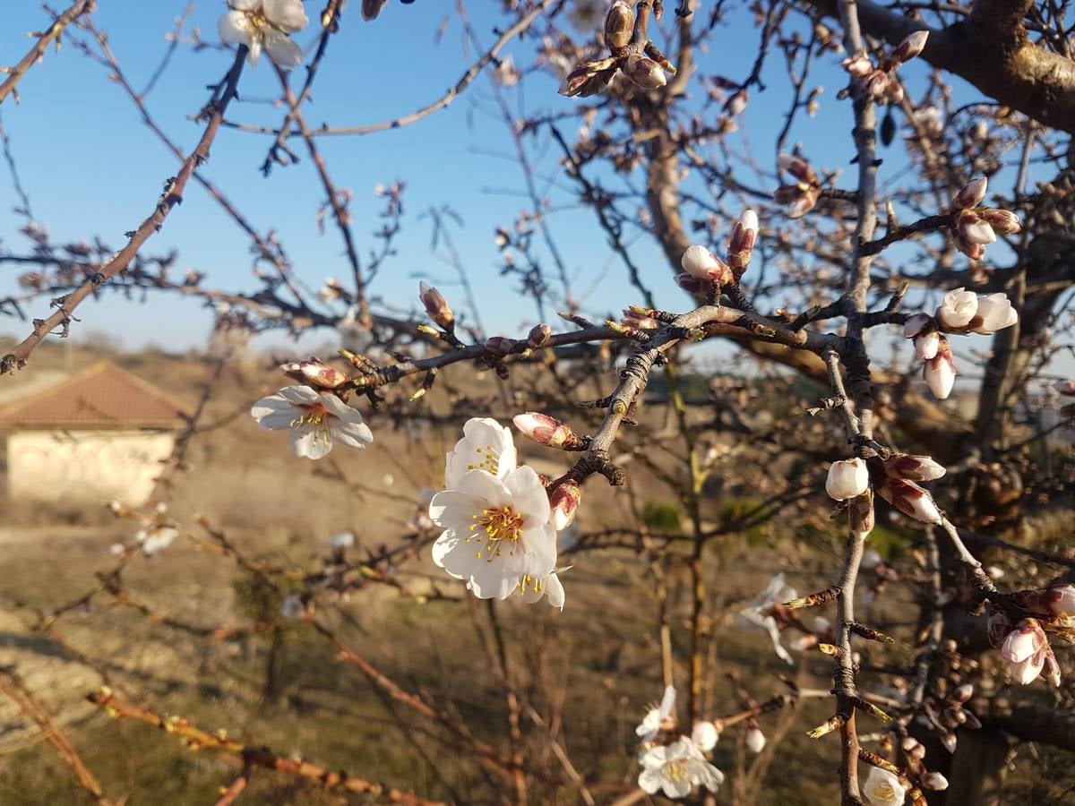 Fotos: Los almendros ya están en flor