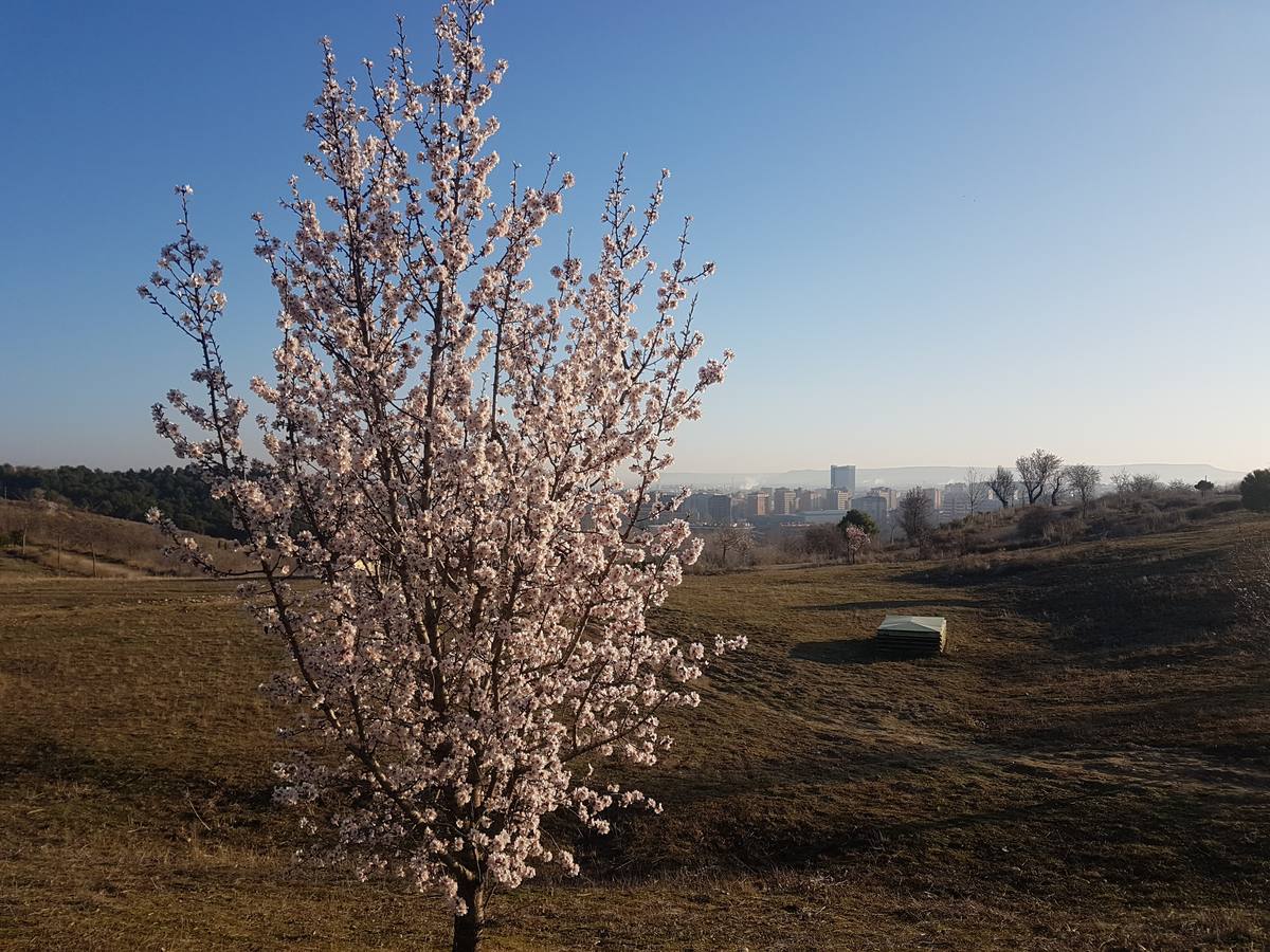 Fotos: Los almendros ya están en flor