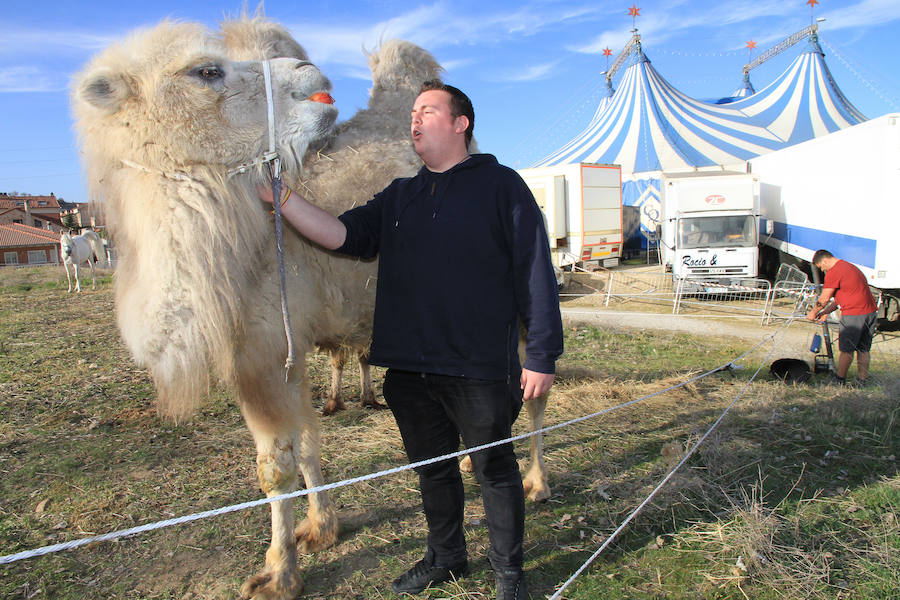 Fotos: Animales del Circo Quirós