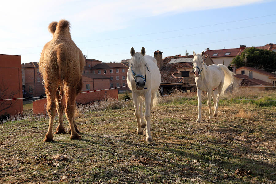 Fotos: Animales del Circo Quirós