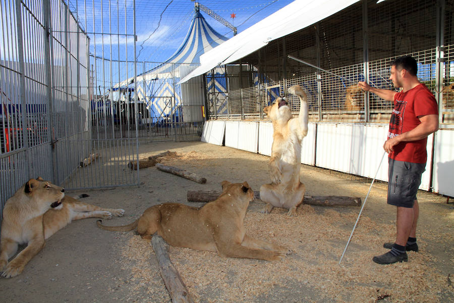 Fotos: Animales del Circo Quirós