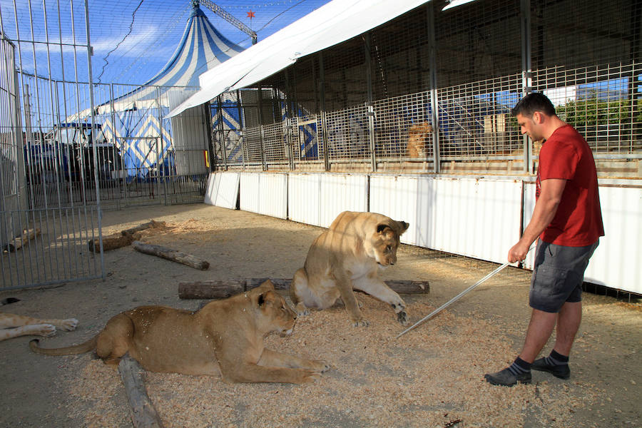 Fotos: Animales del Circo Quirós