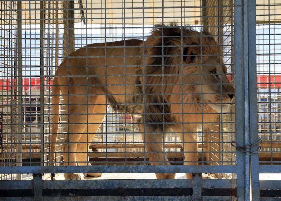Fotos: Animales del Circo Quirós