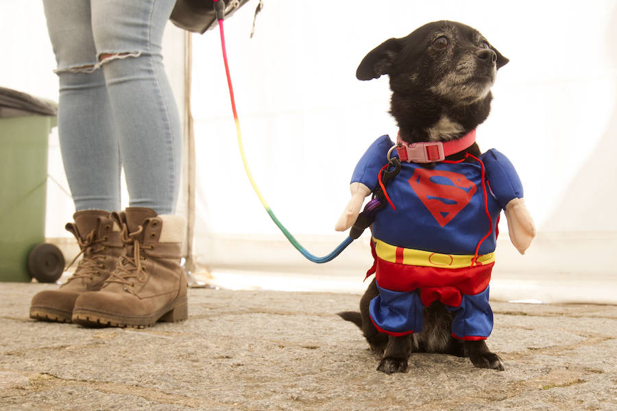 Fotos: Concurso de disfraces de mascotas en el Carnaval de Toro