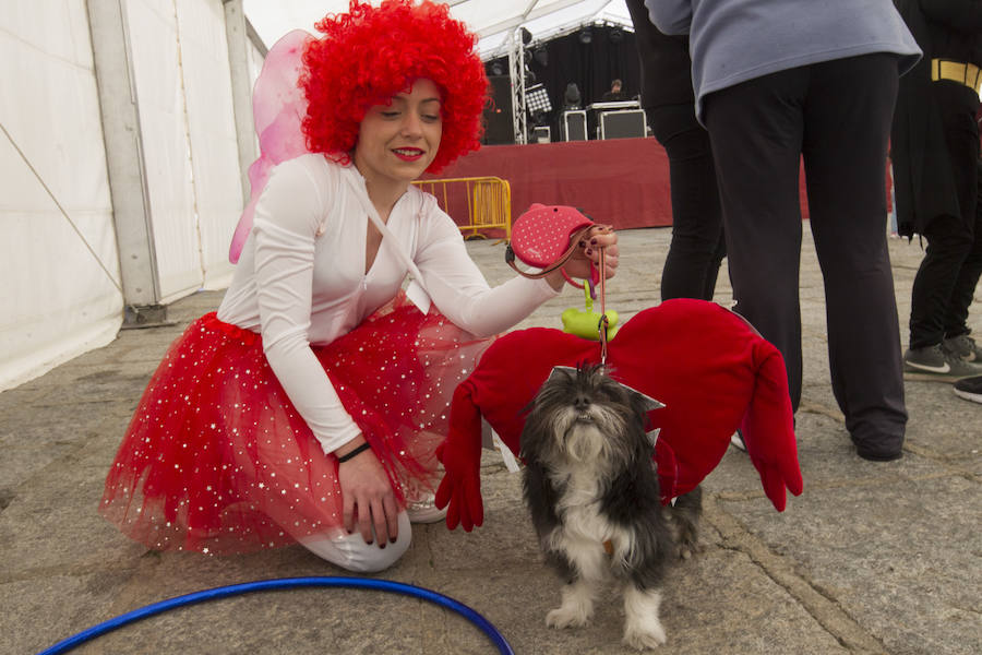 Fotos: Concurso de disfraces de mascotas en el Carnaval de Toro