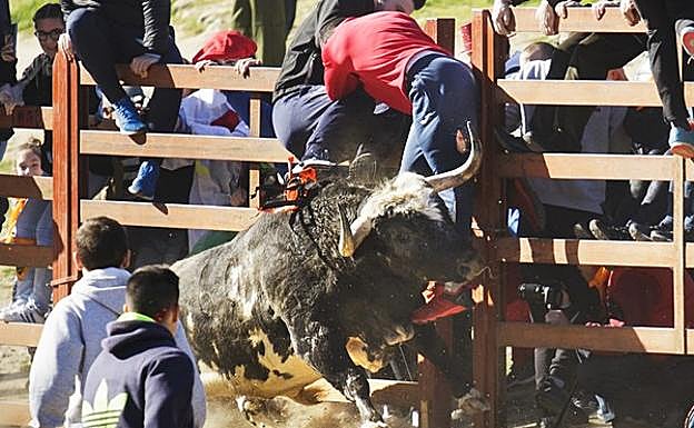 Imagen del momento de la cogida,ocurrió nada más salir el animal desde los toriles, siendo el herido trasladado con pronóstico reservado al Ayuntamiento de Ciudad Rodrigo, donde está instalada una enfermería.